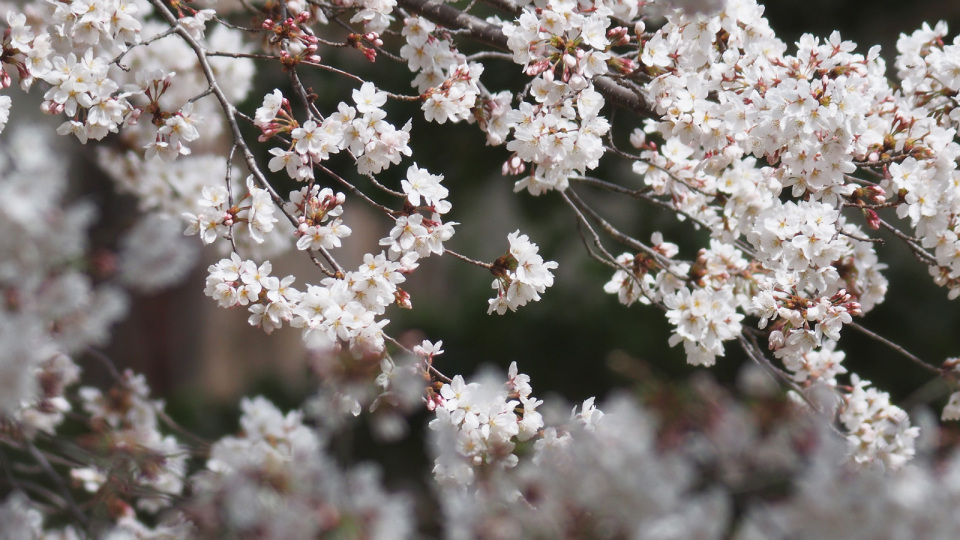 （写真）桜20140403